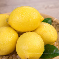 Fresh Fruit High Nutrition Juicy Lemon